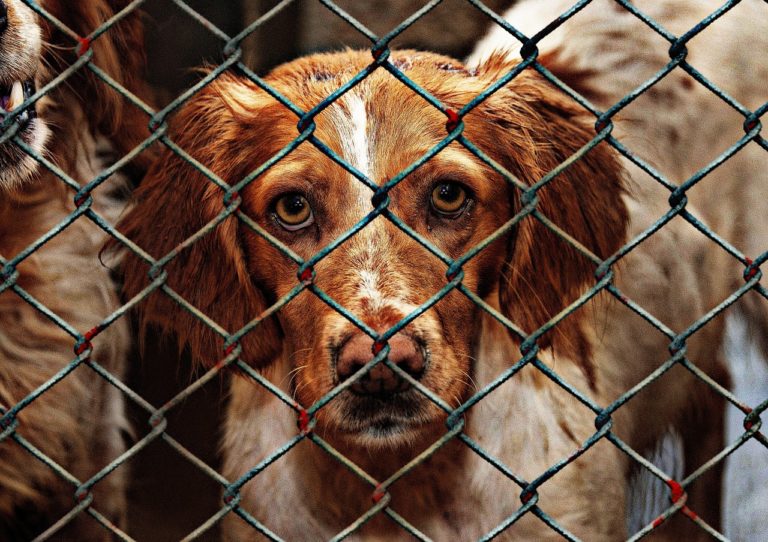 animal welfare, dog, imprisoned