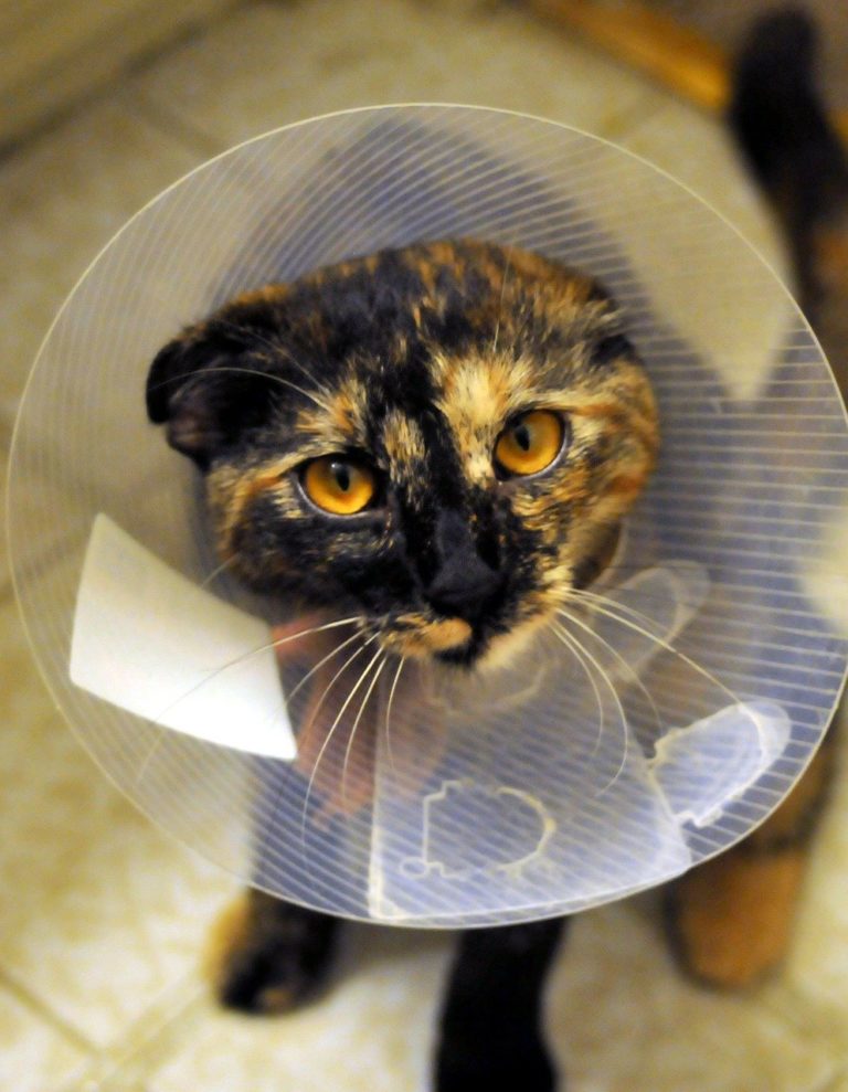 cat, collar, spayed