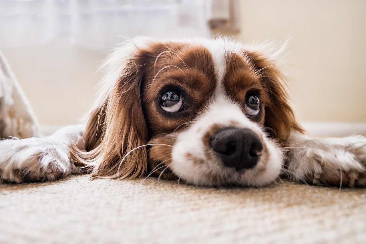 cocker spaniel, puppy, pet-2785074.jpg